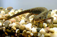 Triturus alpestris