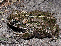 Bufo calamita