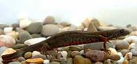 Triturus dobrogicus