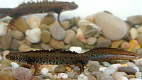 Triturus dobrogicus