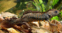 Triturus karelinii