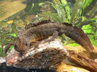 Triturus karelinii