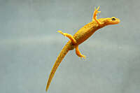 Triturus montandoni