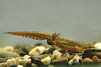 Triturus montandoni