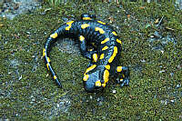 Salamandra salamandra