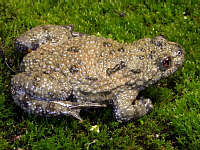 Bombina variegata