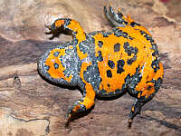 Bombina variegata