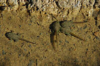 Bombina variegata