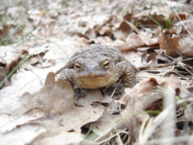 ������ ��� Bufo bufo