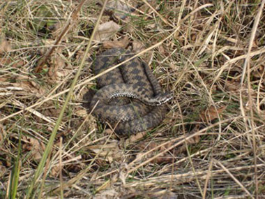 ������ �������� Vipera berus