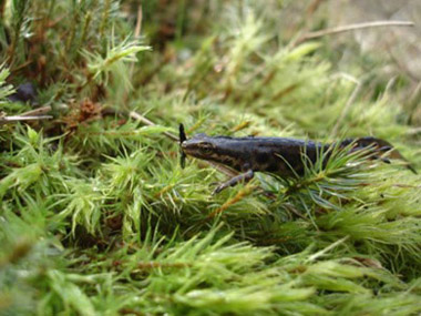 ������ ��������� Triturus vulgaris